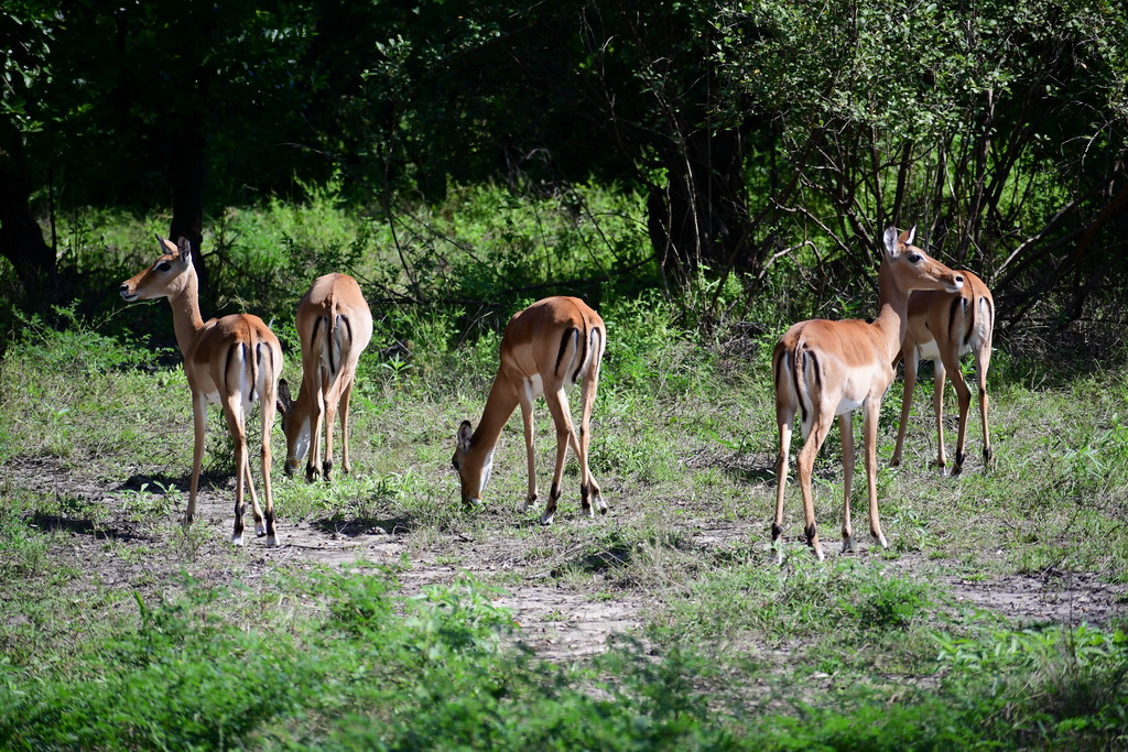 Selous NP